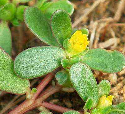 全自動陰道分泌物香蕉爱视频APP廠家談野菜有利於“消炎殺菌”