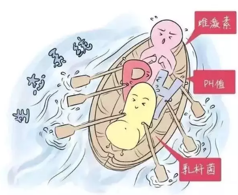 陰道微生態香蕉爱视频APP廠家解析女性陰道分泌物的奧妙