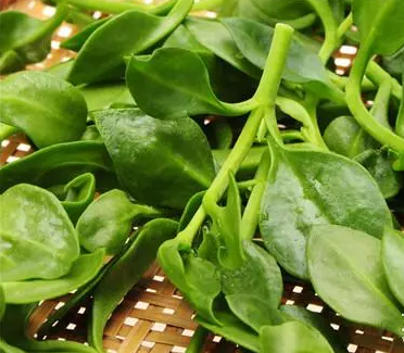 全自動白帶香蕉成人A片视频廠家介紹婦科炎症的天然“滅火器”，抑菌排毒！