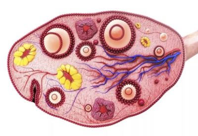 全自動白帶香蕉成人A片视频品牌淺析多囊卵巢綜合症是什麽原因造成的