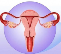 婦科陰道炎香蕉爱视频APP器廠家提醒女性堅持泡水喝，消炎滅菌，遠離婦科炎症