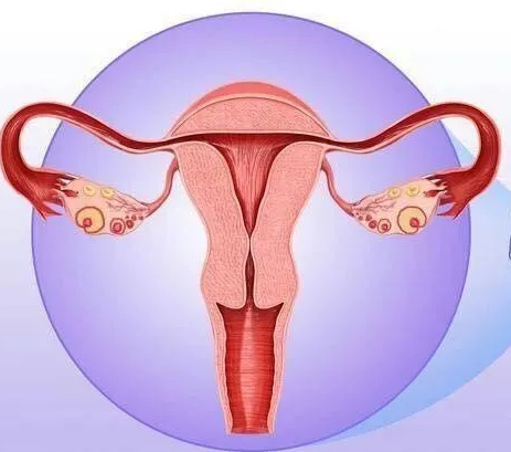 婦科陰道炎香蕉爱视频APP器廠家提醒女性堅持泡水喝，消炎滅菌，遠離婦科炎症